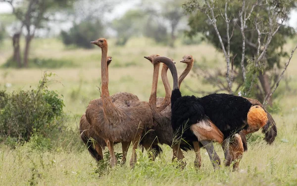 Ostrich in Tsavo East National Park, Kenya, Africa