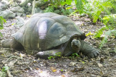 Bir Aldabra dev kaplumbağası (dipsochelys gigantea), Kuzen Adası, Seyşeller, Hint Okyanusu, Afrika