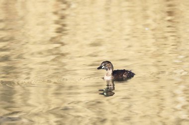 A Little Grebe in a Park, Ziegeleipark, Heilbronn, Germany