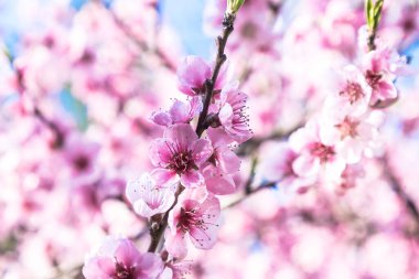 Salinas Pedre de Luma Adası Sal, Cape Verde, Afrika