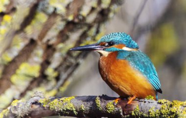 Reed, Heilbronn, Almanya 'da Ortak Kingfisher (Alcedo)