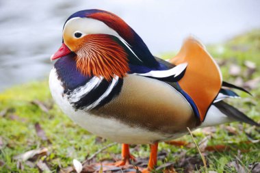 Heilbronn, Almanya 'da Bir Parktaki Mandarin Ördeği