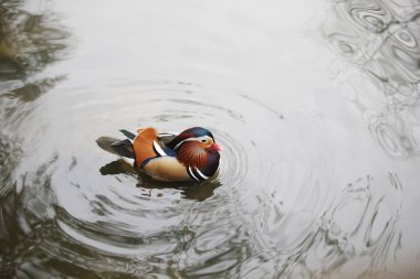 Heilbronn, Almanya 'da Parktaki Bir Mandarin Ördeği