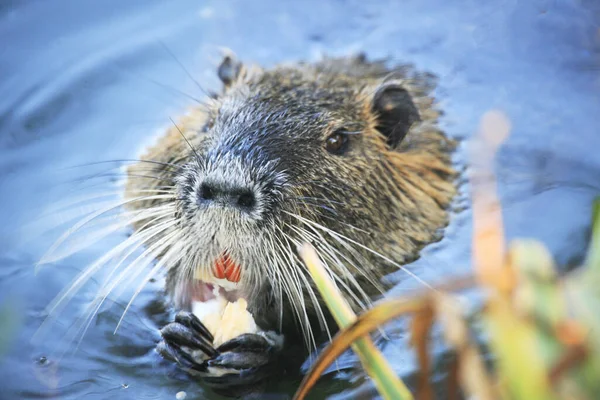 Nutria (miyocastor coypus) Almanya 'da Wertwiesen, Heilbronn