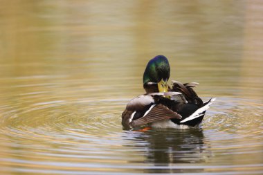 Mallard Duck Plumage 'ini bir parkta, Almanya' da ve Avrupa 'da temizliyor.