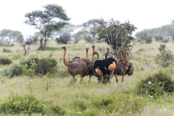 stock image Ostrich in Tsavo East National Park, Kenya, Africa