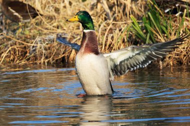 Parktaki Mallard Ördeği, Zugwiesen, Almanya, Avrupa