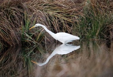 Reed, Almanya 'da Büyük Beyaz Akbalıkçıl