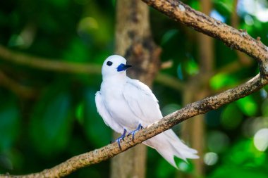 White Tern ya da Fairy Tern (Gygis alba) Kuzen Adası, Seyşeller, Hint Okyanusu, Afrika