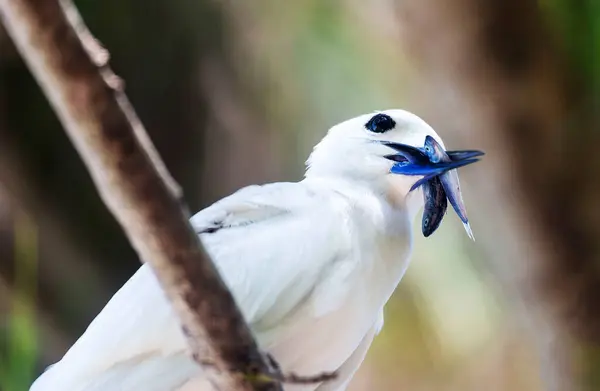 White Tern ya da Fairy Tern (Gygis alba) Kuzen Adası, Seyşeller, Hint Okyanusu, Afrika