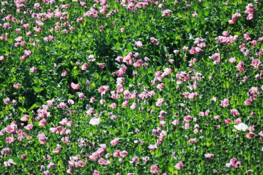 A field of purple poppies near Erlenbach and Weinsberg in the Heilbronn region, Baden-Wuerttemberg, Germany, Europe. clipart