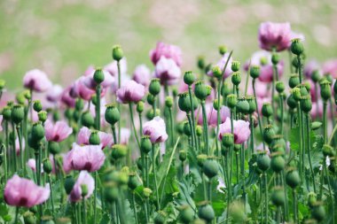 Heilbronn Bölgesi, Baden-Wuerttemberg, Almanya ve Avrupa 'da Erlenbach ve Weinsberg yakınlarında bir mor gelincik tarlası..