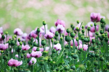 Heilbronn Bölgesi, Baden-Wuerttemberg, Almanya ve Avrupa 'da Erlenbach ve Weinsberg yakınlarında bir mor gelincik tarlası..