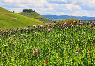 Heilbronn Bölgesi, Baden-Wuerttemberg, Almanya ve Avrupa 'da Erlenbach ve Weinsberg yakınlarında bir mor gelincik tarlası..