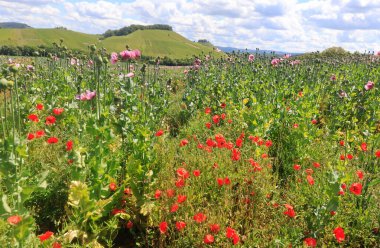 A field of purple poppies near Erlenbach and Weinsberg in the Heilbronn region, Baden-Wuerttemberg, Germany, Europe. clipart