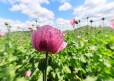 A field of purple poppies near Erlenbach and Weinsberg in the Heilbronn region, Baden-Wuerttemberg, Germany, Europe. clipart