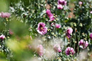 Heilbronn Bölgesi, Baden-Wuerttemberg, Almanya ve Avrupa 'da Erlenbach ve Weinsberg yakınlarında bir mor gelincik tarlası..