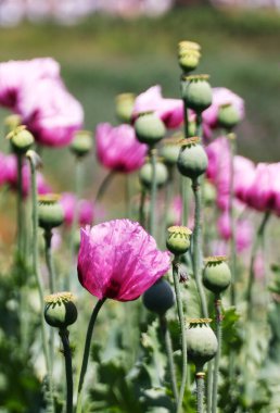 Heilbronn Bölgesi, Baden-Wuerttemberg, Almanya ve Avrupa 'da Erlenbach ve Weinsberg yakınlarında bir mor gelincik tarlası..