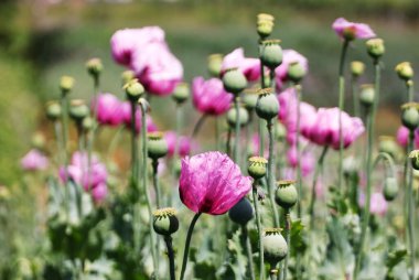 Heilbronn Bölgesi, Baden-Wuerttemberg, Almanya ve Avrupa 'da Erlenbach ve Weinsberg yakınlarında bir mor gelincik tarlası..