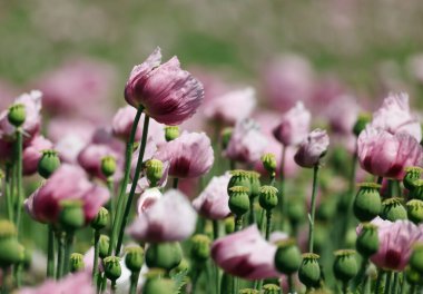Heilbronn Bölgesi, Baden-Wuerttemberg, Almanya ve Avrupa 'da Erlenbach ve Weinsberg yakınlarında bir mor gelincik tarlası..