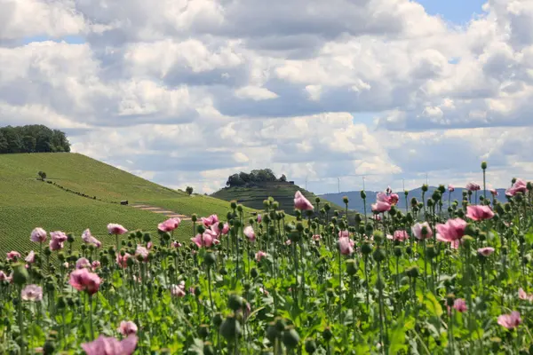 stock image A field of purple poppies near Erlenbach and Weinsberg in the Heilbronn region, Baden-Wuerttemberg, Germany, Europe.