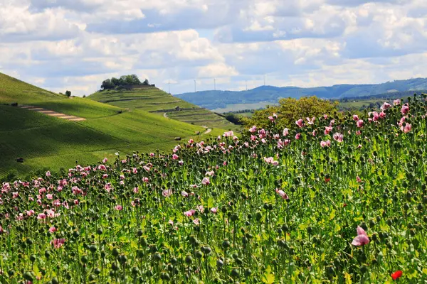 stock image A field of purple poppies near Erlenbach and Weinsberg in the Heilbronn region, Baden-Wuerttemberg, Germany, Europe.