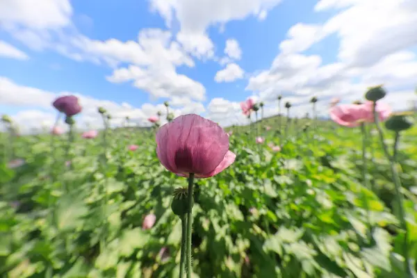 Stock image A field of purple poppies near Erlenbach and Weinsberg in the Heilbronn region, Baden-Wuerttemberg, Germany, Europe.