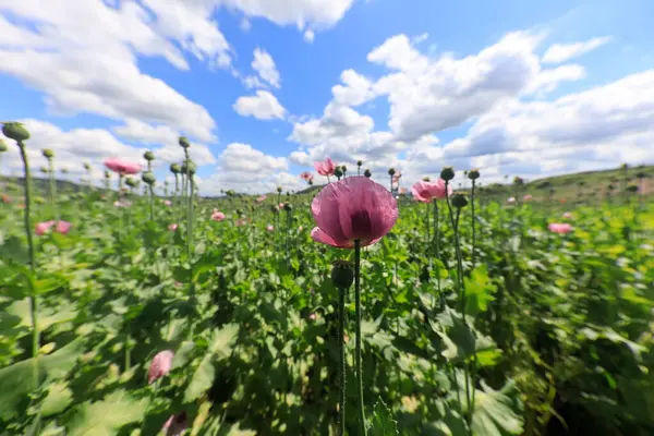 Heilbronn Bölgesi, Baden-Wuerttemberg, Almanya ve Avrupa 'da Erlenbach ve Weinsberg yakınlarında bir mor gelincik tarlası..