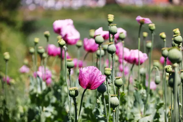 stock image A field of purple poppies near Erlenbach and Weinsberg in the Heilbronn region, Baden-Wuerttemberg, Germany, Europe.