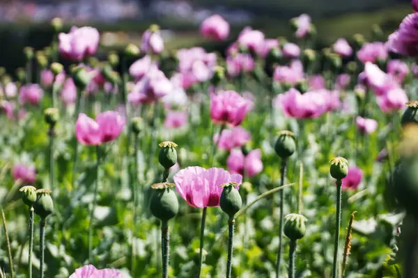 stock image A field of purple poppies near Erlenbach and Weinsberg in the Heilbronn region, Baden-Wuerttemberg, Germany, Europe.