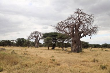 Tarangire Ulusal Parkı 'nın Baobab Ağacı manzarası, Tanzanya, Doğu Afrika.