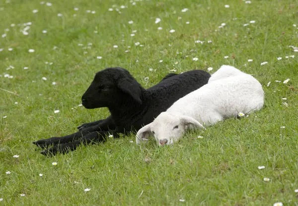 stock image A black an a white sheep lying on the dike