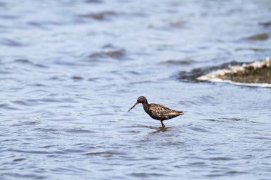 Nordstrand yarımadasında benekli bir Redshank (Tringa erythropus), Almanya, Avrupa.