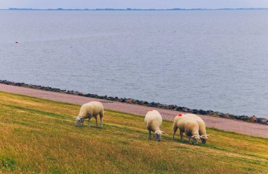 Almanya, Avrupa 'daki Yarımada Nordstrand.