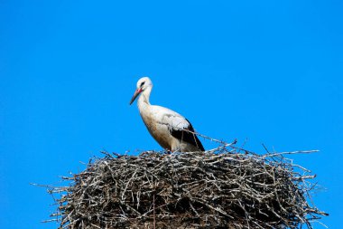 Almanya 'nın kuzeyinde Schleswig-Holstein eyâletinde, Bergenhusen köyündeki yuvasında bir Beyaz Leylek.