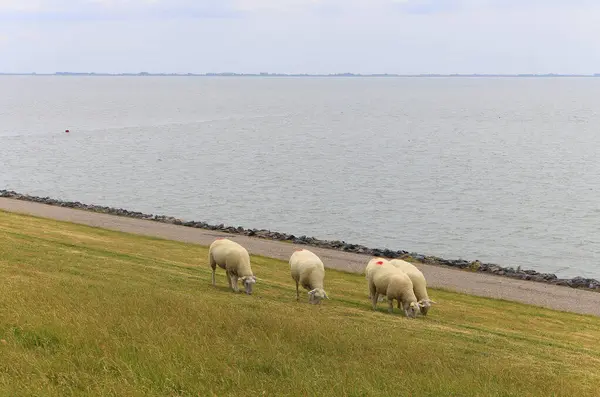Almanya, Avrupa 'daki Yarımada Nordstrand.
