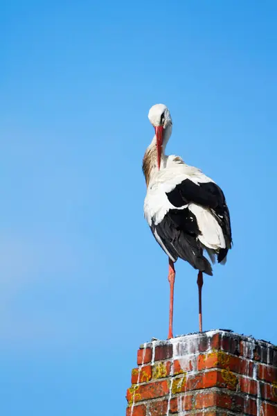Almanya 'nın kuzeyinde Schleswig-Holstein eyâletinde, Bergenhusen köyündeki yuvasında bir Beyaz Leylek.