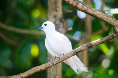 Beyaz bir Tern (gygis alba), Seyşeller, Asya
