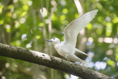 White Tern veya Fairy Tern (Gygis alba), Seyşeller