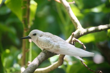 White Tern veya Fairy Tern (Gygis alba), Seyşeller