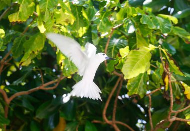 White Tern veya Fairy Tern (Gygis alba), Seyşeller