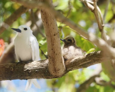 White Tern or Fairy Tern (Gygis alba), Seychelles clipart