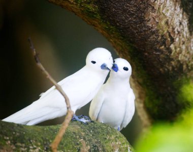 White Tern veya Fairy Tern (Gygis alba), Seyşeller
