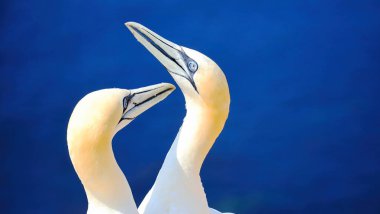 Alman açık deniz adası Heligoland, Holstein, Almanya ve Avrupa 'nın kızıl uçurumlarındaki kuzey sümsük kuşları Morus bassanus.