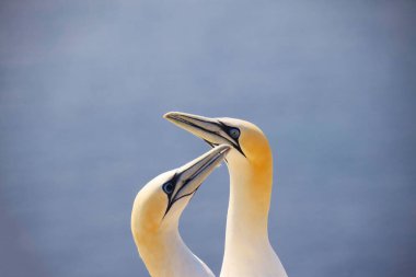 Northern gannets Morus bassanus on the red cliffs of the German offshore island of Heligoland, Schleswig Holstein, Germany, Europe. clipart