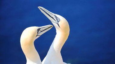Alman açık deniz adası Heligoland, Holstein, Almanya ve Avrupa 'nın kızıl uçurumlarındaki kuzey sümsük kuşları Morus bassanus.