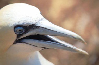 Alman açık deniz adası Heligoland, Holstein, Almanya ve Avrupa 'nın kızıl uçurumlarındaki kuzey sümsük kuşları Morus bassanus.