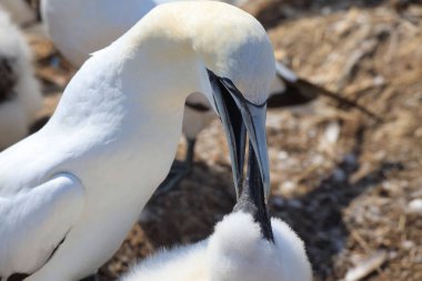 Northern gannets Morus bassanus on the red cliffs of the German offshore island of Heligoland, Schleswig Holstein, Germany, Europe. clipart