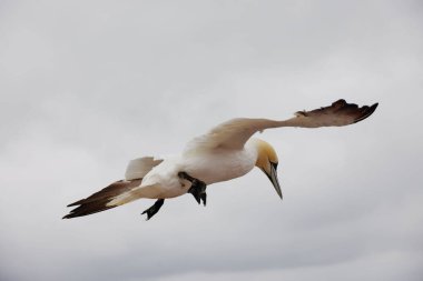 Alman açık deniz adası Heligoland, Holstein, Almanya ve Avrupa 'nın kızıl uçurumlarındaki kuzey sümsük kuşları Morus bassanus.