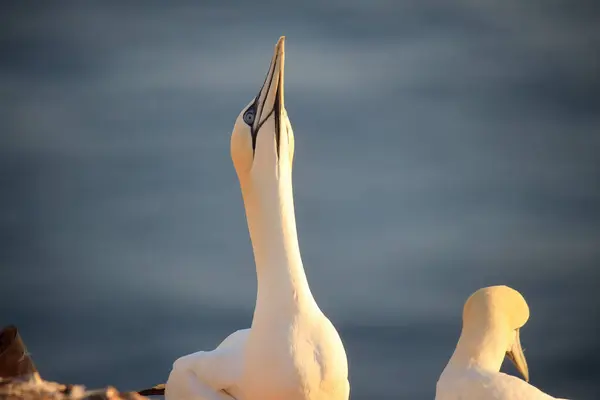 Alman açık deniz adası Heligoland, Holstein, Almanya ve Avrupa 'nın kızıl uçurumlarındaki kuzey sümsük kuşları Morus bassanus.